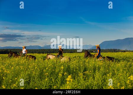 Three cowgirls riding horses through a canola field in Montana Stock Photo