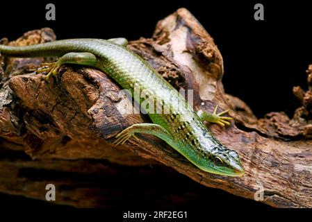 Olive tree skink on a rock Stock Photo