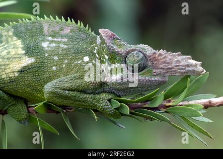 Veiled chameleon on a tree branch Stock Photo