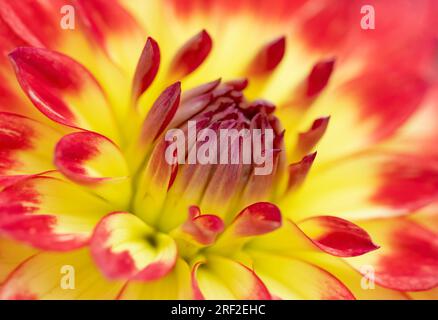 A close up of the centre of a beautiful red and yellow Dahlia flower Stock Photo
