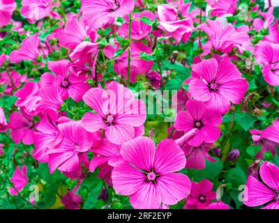 Many of flowers Ashy Cranesbill - Geranium cinereum Ballerina pink color close-up. Stock Photo