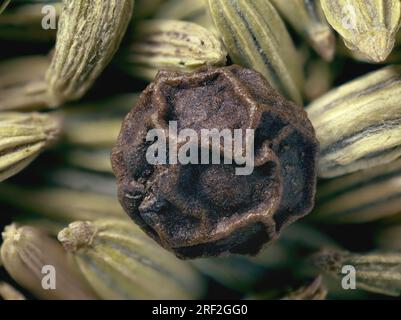 sweet fennel (Foeniculum vulgare, Anethum foeniculum), peppercorn on fruits of fennel, macro shot, Germany Stock Photo