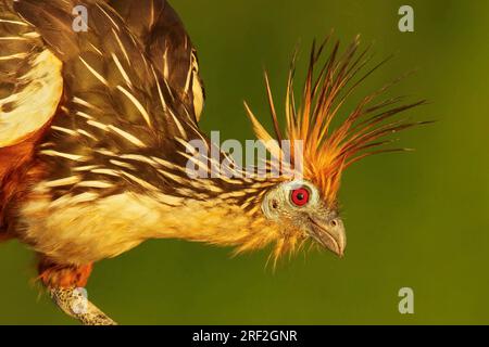 Hoatzin, reptile bird, skunk bird, stinkbird, Canje pheasant (Opisthocomus hoazin), perched on a branch, Peru, Manu National Park Stock Photo