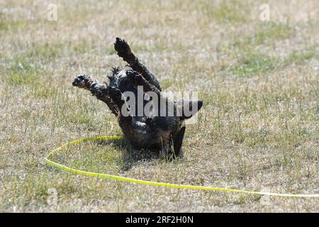 Wire-haired Dachshund, Wire-haired sausage dog, domestic dog (Canis lupus f. familiaris), male rolling in a meadow after bathing, rear view Stock Photo