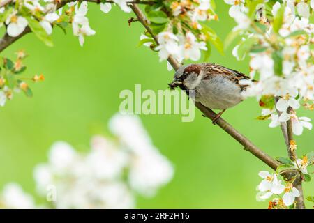 house sparrow (Passer domesticus), male with caught insect in beak on blooming apple tree, Netherlands, Frisia Stock Photo