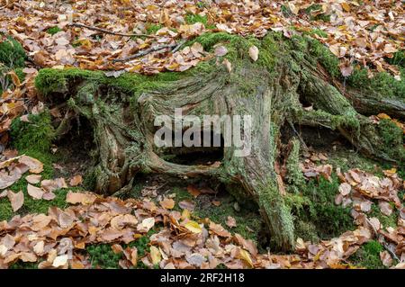 moss-covered tree stump in autumn forest, Germany, Thuringia, Thuringia Forest Stock Photo
