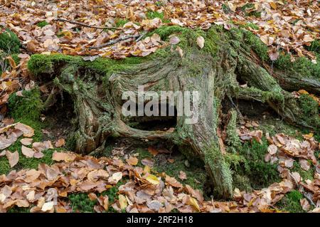 moss-covered tree stump in autumn forest, Germany, Thuringia, Thuringia Forest Stock Photo
