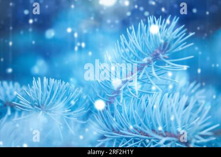 Winter background and Christmas Tree with pine branches and falling snowflakes Stock Photo