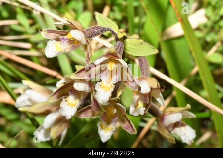 Marsh Helleborine ' Epipactis palustris', Orchid family, Flowers July August, in wet marshy areas , Morgans Hill, Wiltshire, England Stock Photo