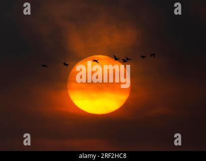 Tundra Bean Goose, Tundra Bean Goose (Anser fabalis rossicus, Anser rossicus), flying in front of a winter morning sunrise, Netherlands, Frisia Stock Photo