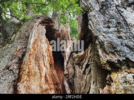 very old, large oak with dead trunk due to lightning and tree canker, Germany, Hesse, Reinhardswald Stock Photo