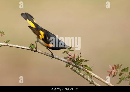 American redstart (Setophaga ruticilla), adult male perched on a branch, USA, Texas Stock Photo