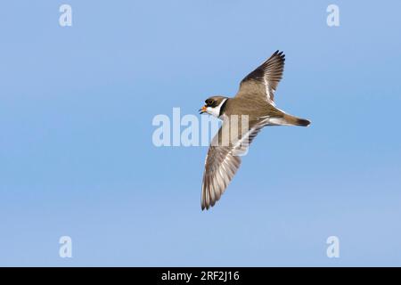 semi-palmated plover (Charadrius semipalmatus), adult in breeding plumage in flight, USA, Alaska Stock Photo