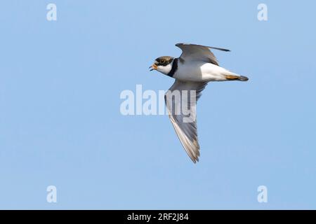 semi-palmated plover (Charadrius semipalmatus), adult in breeding plumage in flight, USA, Alaska Stock Photo