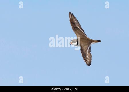 semi-palmated plover (Charadrius semipalmatus), adult in breeding plumage in flight, USA, Alaska Stock Photo