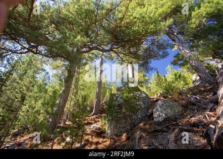 Corsican pine, Corsican black pine (Pinus nigra subsp. laricio, Pinus nigra laricio), pine forest omMonte Cinto, France, Corsica Stock Photo