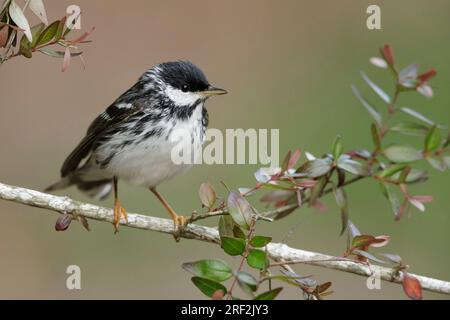 blackpoll warbler (Setophaga striata, Dendroica striata), adult male perched on a branch, USA, Texas Stock Photo