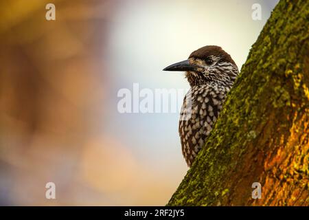 spotted nutcracker (Nucifraga caryocatactes), sitting on a branch, Netherlands, Gelderland Stock Photo