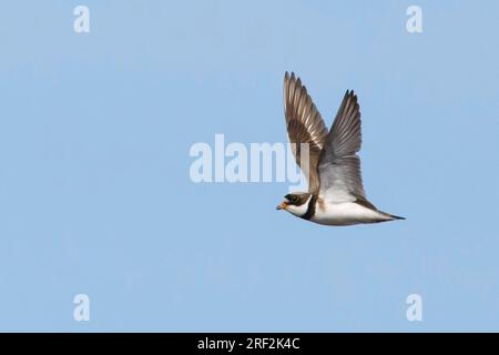 semi-palmated plover (Charadrius semipalmatus), adult in breeding plumage in flight, USA, Alaska Stock Photo