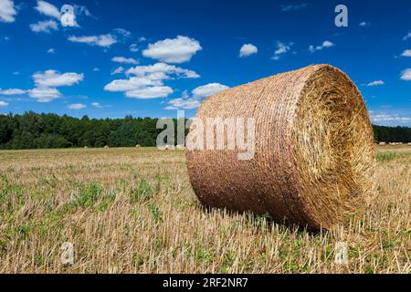 agricultural field with haystacks after harvesting rye, from rye there were Golden haystacks of prickly straw, haystacks of rye straw Stock Photo