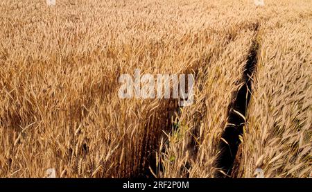 Zrenjanin, Vojvodina, Serbia: Aerial top view over agricultural harvester, combine as he cutting and harvesting mature wheat on farm fields. Stock Photo