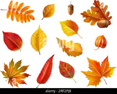 Realistic autumn foliage. Fall age leaves, yellow red isolated leaf dried brown foliage, maple oak leafs and acorn for nature november decoration, set 3d exact vector illustration of foliage autumn Stock Vector