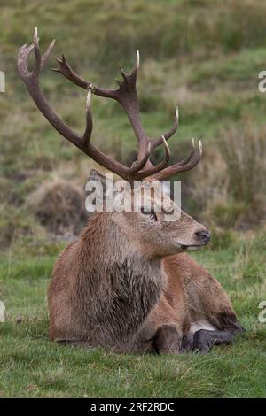 A Scottish red deer stag - Cervus elaphus laying down and taking a rest, displaying his large antlers. Scottish Highlands Stock Photo