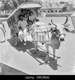 old vintage black and white 1900s picture of Indian school children bullock carriage India 1940s Stock Photo