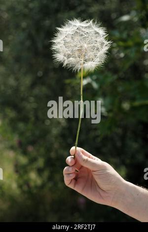 Close-up shot of a fair-skinned man's hand holding a delicate dandelion clock against a soft-focus background. Stock Photo