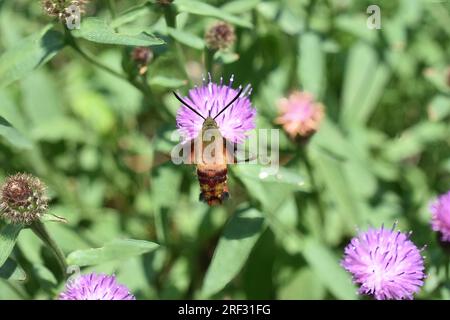 The hummingbird clearwing Hemaris thysbe  hawkmoth on purple flower Stock Photo