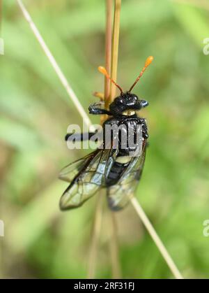 Birch sawfly Cimbex femoratus sitting in vegetation Stock Photo
