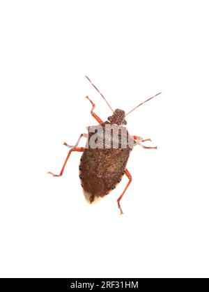 Predatory spined soldier bug Podisus maculiventris on white background Stock Photo