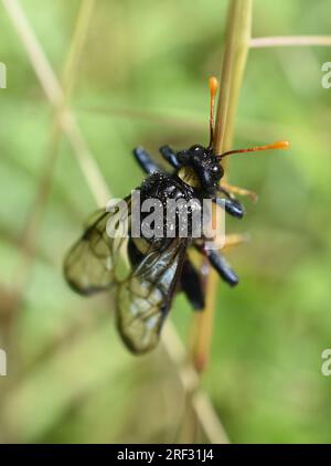 Birch sawfly Cimbex femoratus sitting in vegetation Stock Photo