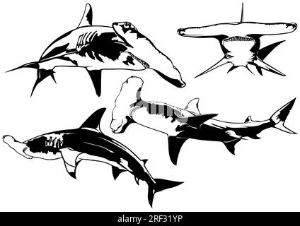 Set of Drawings with Hammerhead Shark Stock Vector