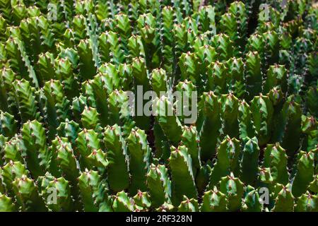 Resin spurge, Euphorbia resinifera, succulent Stock Photo