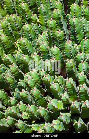 Resin spurge, Euphorbia resinifera, succulent Stock Photo