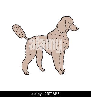 Poodle Dog Cartoon Colored Clipart Illustration Stock Vector Image ...