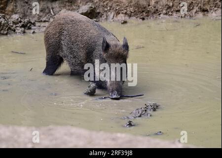 Ernstbrunn, Weinviertel, Lower Austria, Austria. July 29, 2023. Wild boar (Sus scrofa) in the Ernstbrunn Wildlife Park Stock Photo