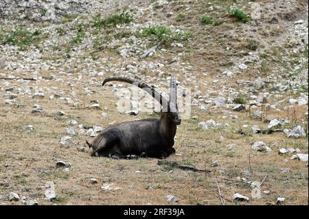 Ernstbrunn, Weinviertel, Lower Austria, Austria. July 29, 2023. Alpine ibex (Capra ibex) in the Ernstbrunn Wildlife Park Stock Photo