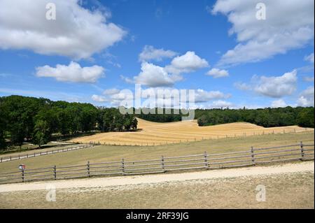 Ernstbrunn, Weinviertel, Lower Austria, Austria. July 29, 2023. Ernstbrunn Wildlife Park Stock Photo