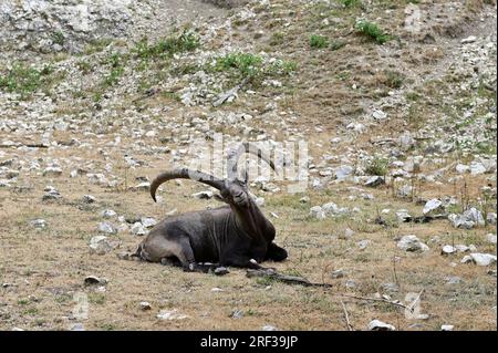 Ernstbrunn, Weinviertel, Lower Austria, Austria. July 29, 2023. Alpine ibex (Capra ibex) in the Ernstbrunn Wildlife Park Stock Photo