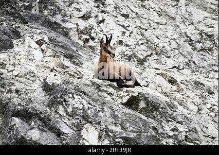 Ernstbrunn, Weinviertel, Lower Austria, Austria. July 29, 2023. Chamois (Rupicapra rupicapra) in the Ernstbrunn Wildlife Park Stock Photo