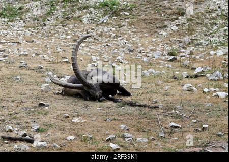 Ernstbrunn, Weinviertel, Lower Austria, Austria. July 29, 2023. Alpine ibex (Capra ibex) in the Ernstbrunn Wildlife Park Stock Photo