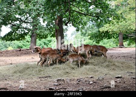 Ernstbrunn, Weinviertel, Lower Austria, Austria. July 29, 2023. European mouflon (Ovis gmelini musimon) in the Ernstbrunn Wildlife Park Stock Photo