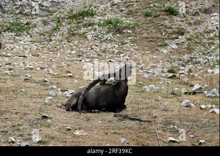 Ernstbrunn, Weinviertel, Lower Austria, Austria. July 29, 2023. Alpine ibex (Capra ibex) in the Ernstbrunn Wildlife Park Stock Photo