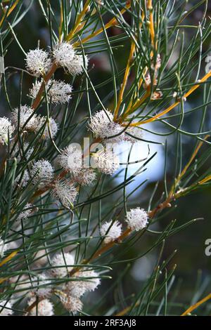 White scented flowers and needle like leaves of the Western Australian native Sweet scented Hakea, Hakea drupacea, family Proteaceae. Autumn to winter Stock Photo