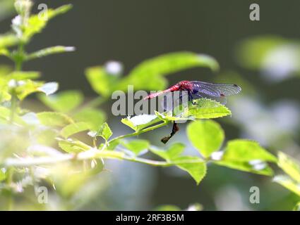 Berlin, Germany. 30th July, 2023. Berlin: Dragonfly at the pond in the Steglitz city park (Photo by Simone Kuhlmey/Pacific Press) Credit: Pacific Press Media Production Corp./Alamy Live News Stock Photo