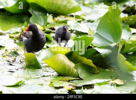 Berlin, Steglitz, Germany. 30th July, 2023. Berlin: A moorhen in the pond with lily pads in the Steglitzer Stadtpark. (Credit Image: © Simone Kuhlmey/Pacific Press via ZUMA Press Wire) EDITORIAL USAGE ONLY! Not for Commercial USAGE! Stock Photo