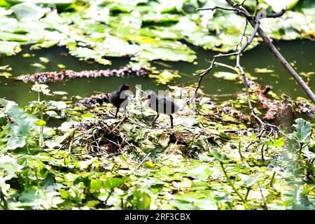 Berlin, Steglitz, Germany. 30th July, 2023. Berlin: A moorhen in the pond with lily pads in the Steglitzer Stadtpark. (Credit Image: © Simone Kuhlmey/Pacific Press via ZUMA Press Wire) EDITORIAL USAGE ONLY! Not for Commercial USAGE! Stock Photo