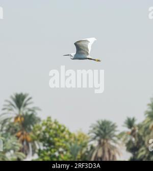 Great egret ardea alba in flight with wings spread over tropical palm tree background Stock Photo